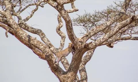 Leopard eating its prey 写真素材
