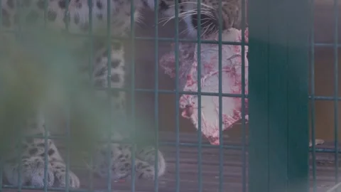 Leopard eating meat in a cage Stock Footage 326701446