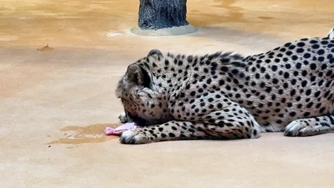 A leopard is eating meat Stock Footage 345754924