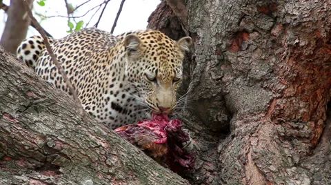 Leopard eating prey in a tree very long whiskers Video stock 65421337