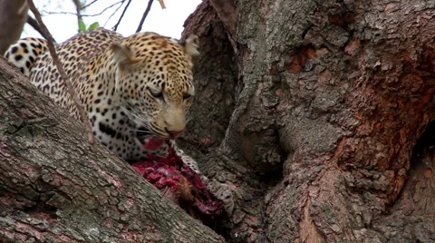 Leopard eating in a tree biting into a carcass Stock Footage 65494603