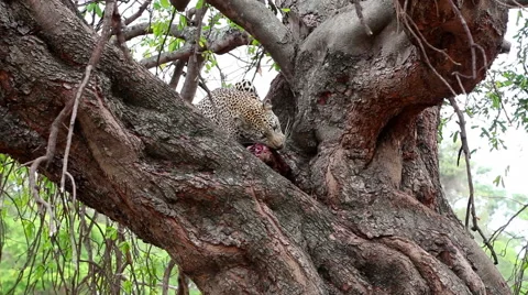 Leopard eating in a tree chewing on the skin of a carcass 库存影片 65488289