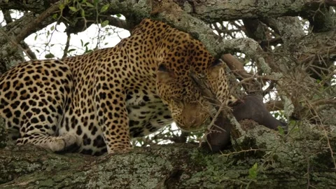 Leopard eating in a tree Stock Footage 134090628