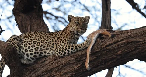 A leopard eats an antelope in a tree Stock Footage 209171250