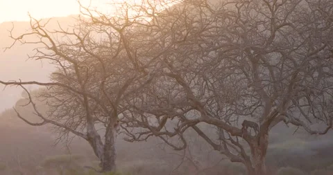 A leopard eats an antelope in a tree Stock Footage 237468337