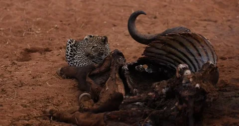A leopard eats a buffalo in the savannah Stock Footage 237468288