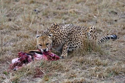 Leopard eats a freshly caught Thompson's antelope. Kenya Photos