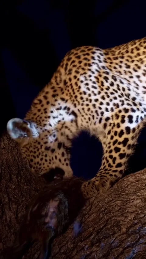 Leopard eats its prey on a tree branch Stock Footage 317440344