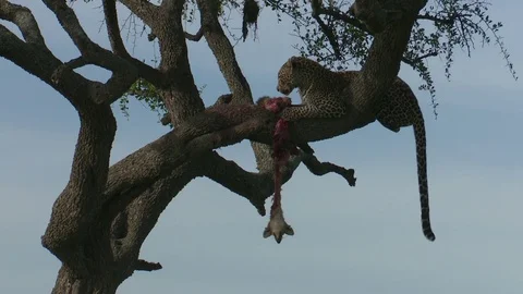 Leopard Eats Jackal In Tree 库存影片 74719450