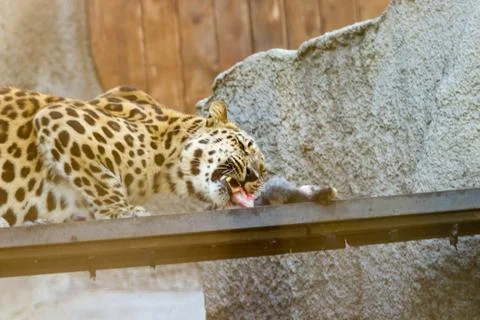 The leopard eats prey ,Sabi Sand nature reserve, South Africa Stock Photos