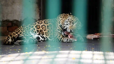 Leopard eats raw meat in his cage behind green lattice Stock Footage 92662220