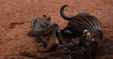 A leopard eats the remains of a buffalo in the savannah Stock Footage 245049957