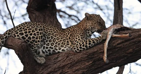 A leopard eats in a tree Stock Footage 209171119
