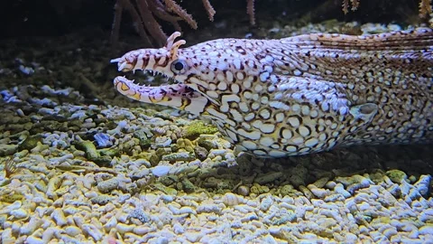  A leopard eel head Video stock 267469751