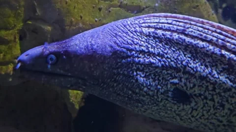 Leopard eel head underwater  Video stock 294768669