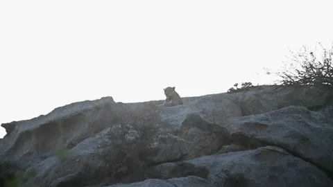 Leopard elegantly silhouetted by the dusk light of Jawai national park Stock Footage 308722699