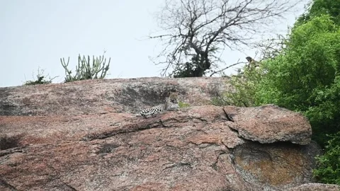 Leopard elegantly siting on the huge rocks of Jawai national park Stock Footage 280112951