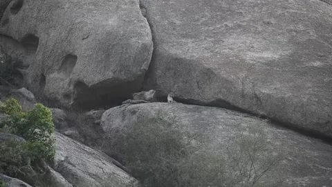 Leopard elegantly sitting on top of a rock in Jawai Stock Footage 257886430