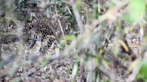 Leopard elegantly walking behind the foliage in Tadoba national park Stock Footage 259289119