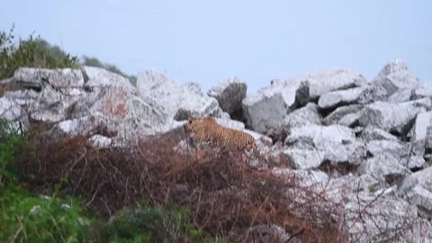 Leopard elegently climbing up huge rocks in Jawai national park Stock Footage 280113147