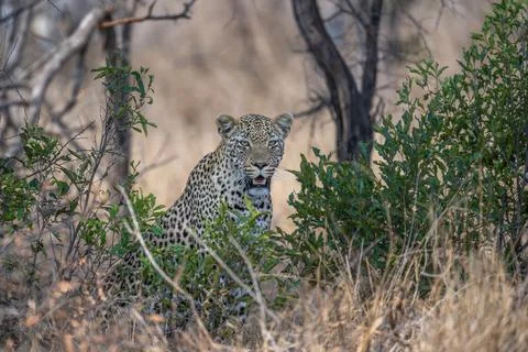 Leopard emerging from the bush Stock Photos