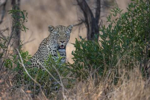 Leopard emerging from the bush Stock Photos
