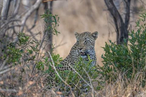 Leopard emerging from the bush Stock Photos