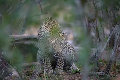 Leopard emerging from dense foliage Stock Photos