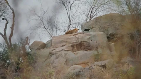 Leopard Emerging From Tree Shade in Kruger National Park Stalking in Bush Stock Footage 300683648