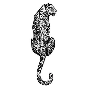 Leopard in engraving style isolated on white background. Hand drawn wildlife  イラスト素材