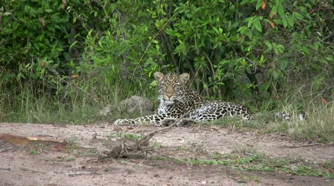Leopard escaping Stock Footage 550407
