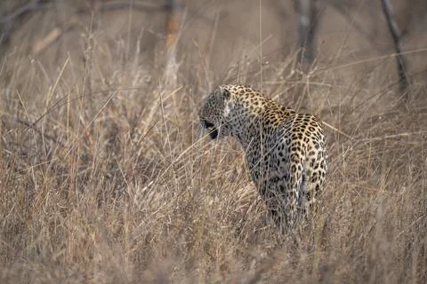 Leopard on evening hunt Stock Photos