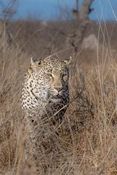 Leopard on an evening hunt Stock Photos