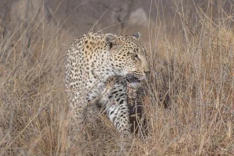 Leopard on an evening hunt Stock Photos