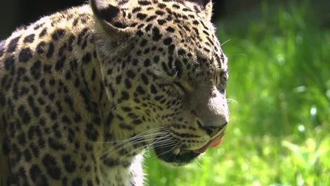Leopard Extreme Close Up Stock Footage 154962831