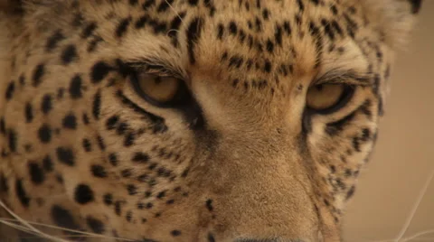 Leopard eyes Stock Footage 45924955