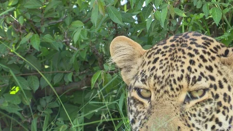 LEOPARD EYES Video stock 76131561