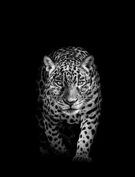 Leopard face profile , animal abstract isolated Stock Photos