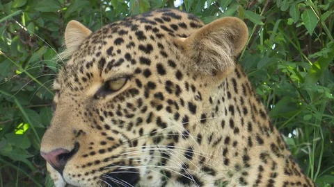 LEOPARD FACE FROM SIDE 库存影片 76131017