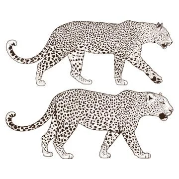 Leopard face tattoo ,Vector illustration, print Stock Illustration