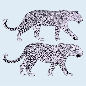 Leopard face tattoo ,Vector illustration, print Stock Illustration