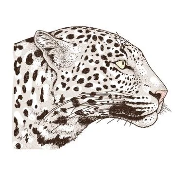 Leopard face tattoo ,Vector illustration, print Stock Illustration