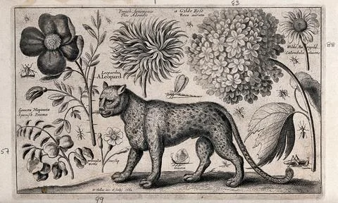 A leopard facing left surrounded by various named flowers and insects. Etch.. Stock Illustration