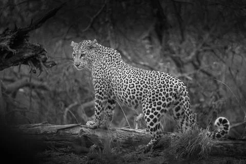 Leopard on a fallen tree Stock Photos