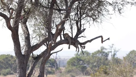 Leopard falling asleep in a tree Stock Footage 158227150