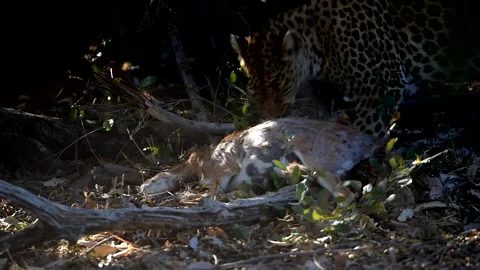 Leopard feeding on deer carcass Stock Footage 132747650