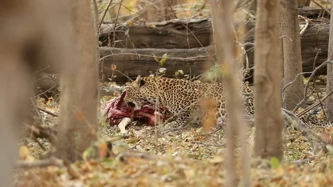 Leopard feeding on impala carcass Stock Footage 119277008
