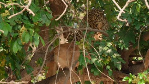 Leopard feeding on Impala carcass up in a tree, Botswana, Chobe NP, 4K Stock Footage 334370847