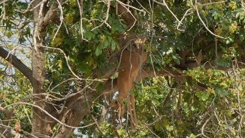 Leopard feeding on Impala carcass up in a tree, Botswana, Chobe NP, 4K Stock Footage 334371619