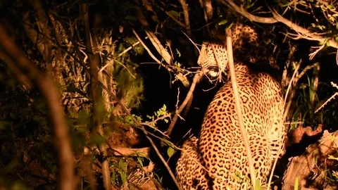 Leopard feeding on impala by flashlight Stock-Footage 86219523